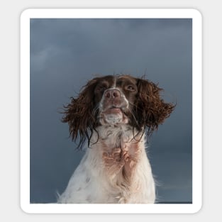 English Springer Spaniel Sticker